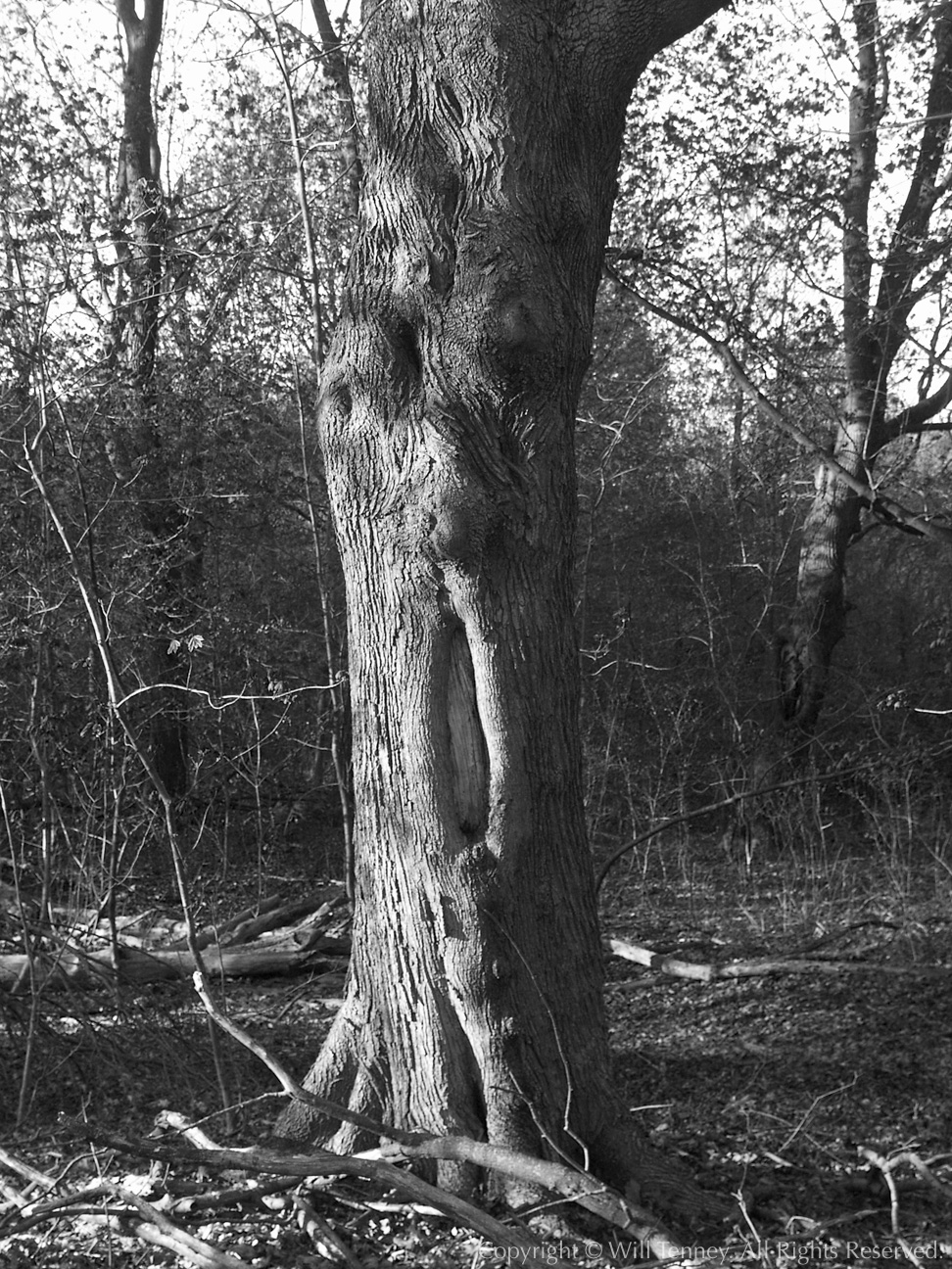 Munch’s Tree: Photograph by Will Tenney